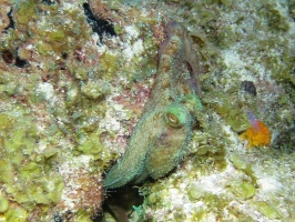 090 Reef Octopus IMG 5917